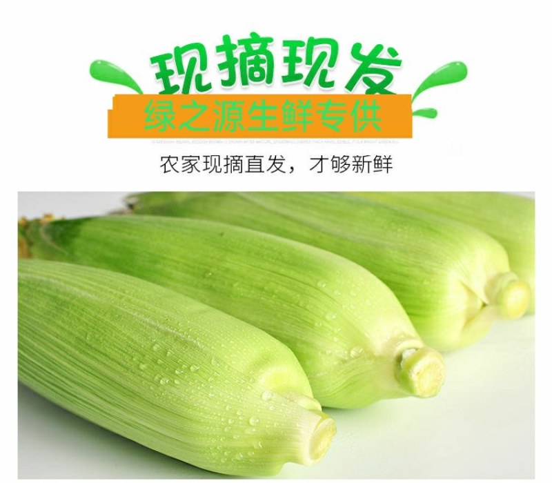 水果玉米可以生吃的新鲜玉米8两起产地现摘现发。