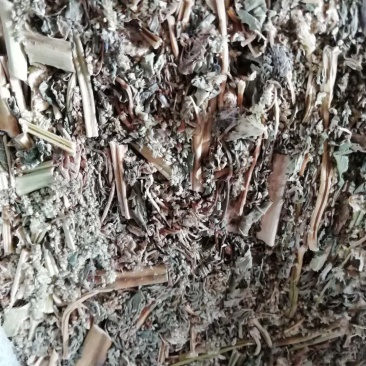 广东簕苋菜,优质簕苋菜,广东簕苋菜产地直供,欢迎直供