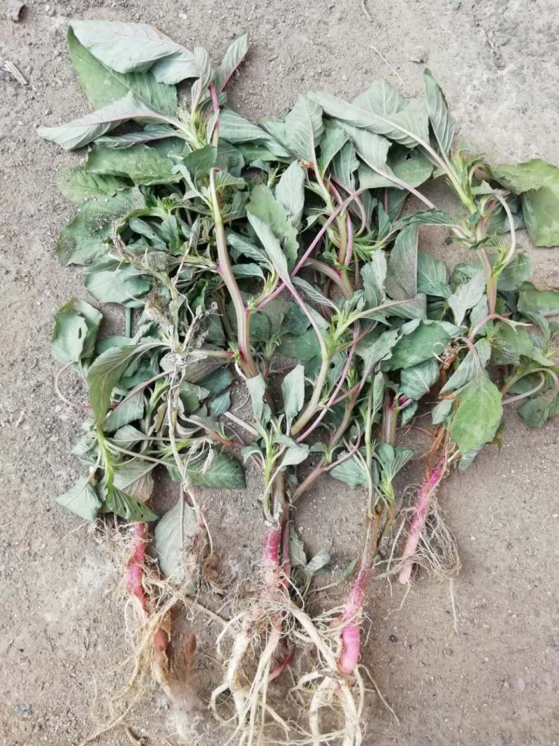广东簕苋菜，优质簕苋菜，广东簕苋菜产地直供，欢迎直供