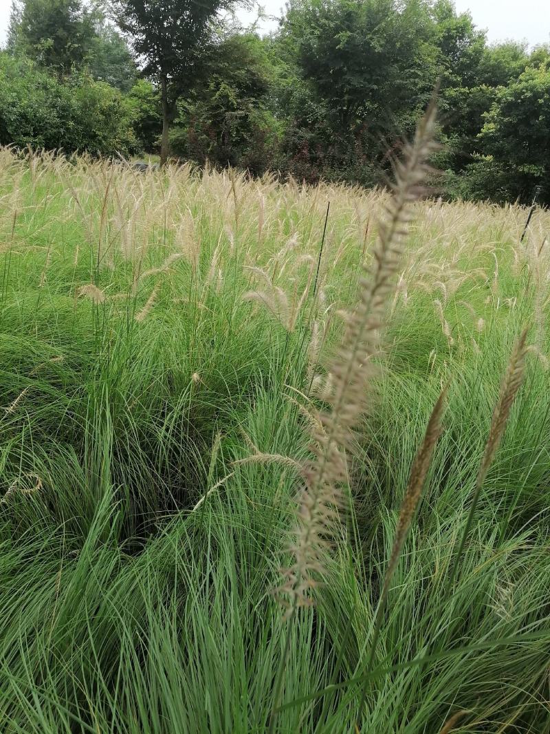 自家苗圃供应羽绒狼尾草杯苗基地直销一手货源