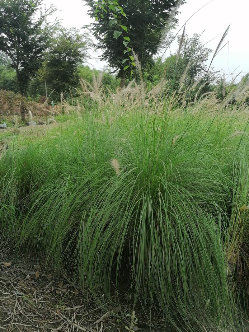 自家苗圃供应羽绒狼尾草杯苗基地直销一手货源