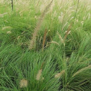 自家苗圃供应羽绒狼尾草杯苗基地直销一手货源