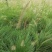 自家苗圃供应羽绒狼尾草杯苗基地直销一手货源