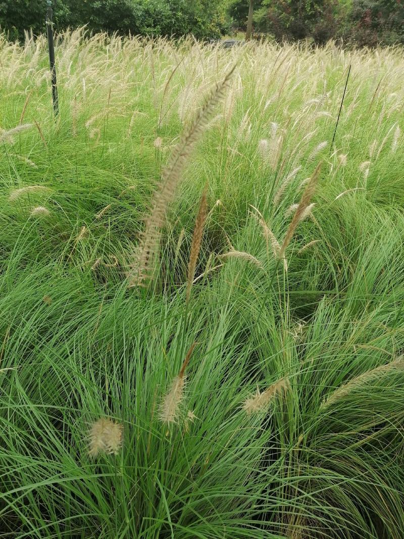 自家苗圃供应羽绒狼尾草杯苗基地直销一手货源