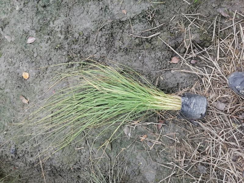 自家苗圃供应羽绒狼尾草杯苗基地直销一手货源