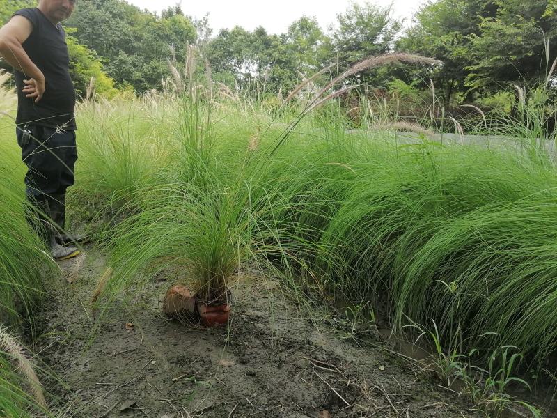 自家苗圃供应羽绒狼尾草杯苗基地直销一手货源
