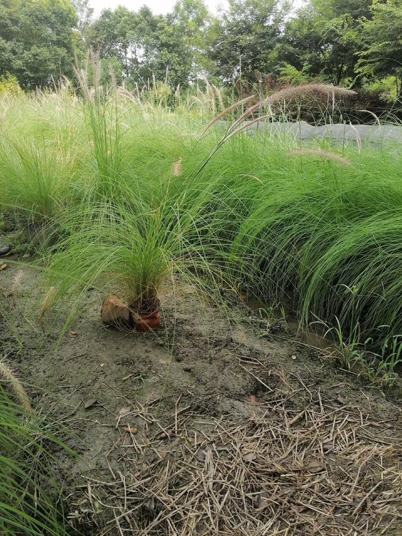 自家苗圃供应羽绒狼尾草杯苗基地直销一手货源