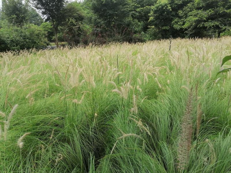 自家苗圃供应羽绒狼尾草杯苗基地直销一手货源