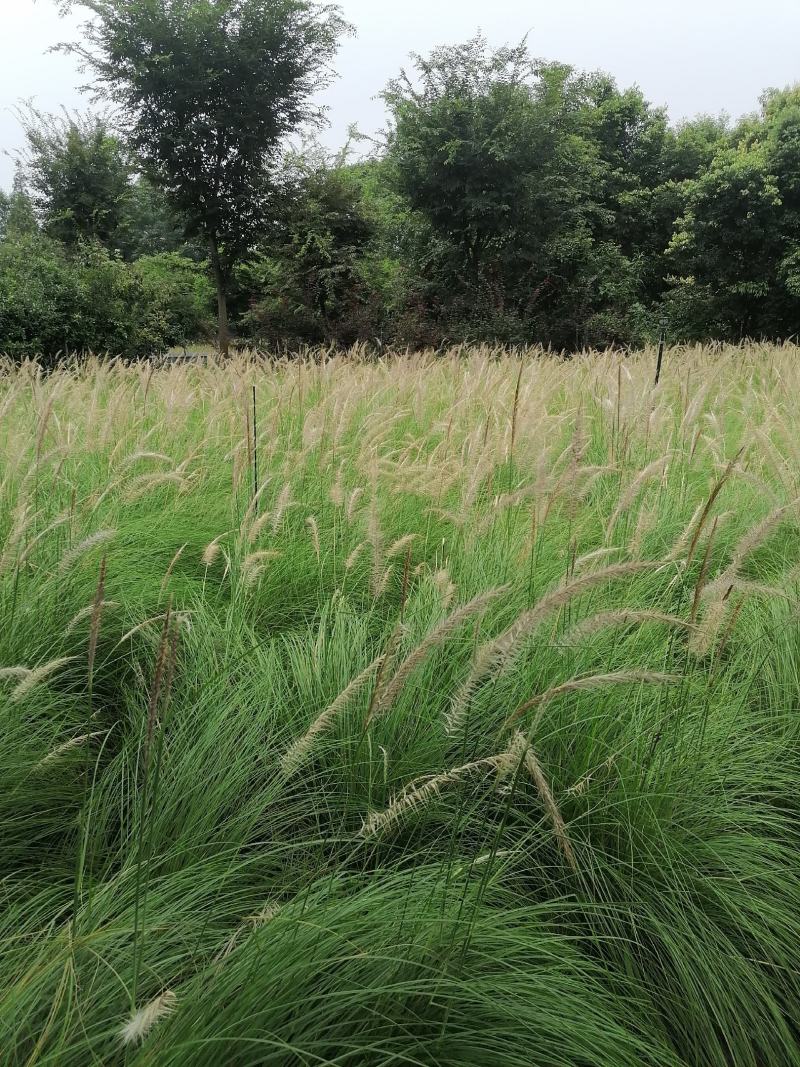 自家苗圃供应羽绒狼尾草杯苗基地直销一手货源