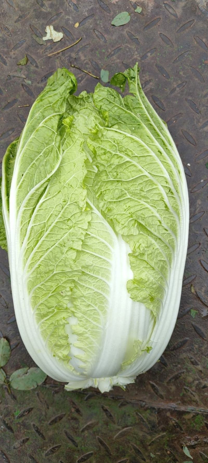 白菜大量上市，456斤黄心大白菜