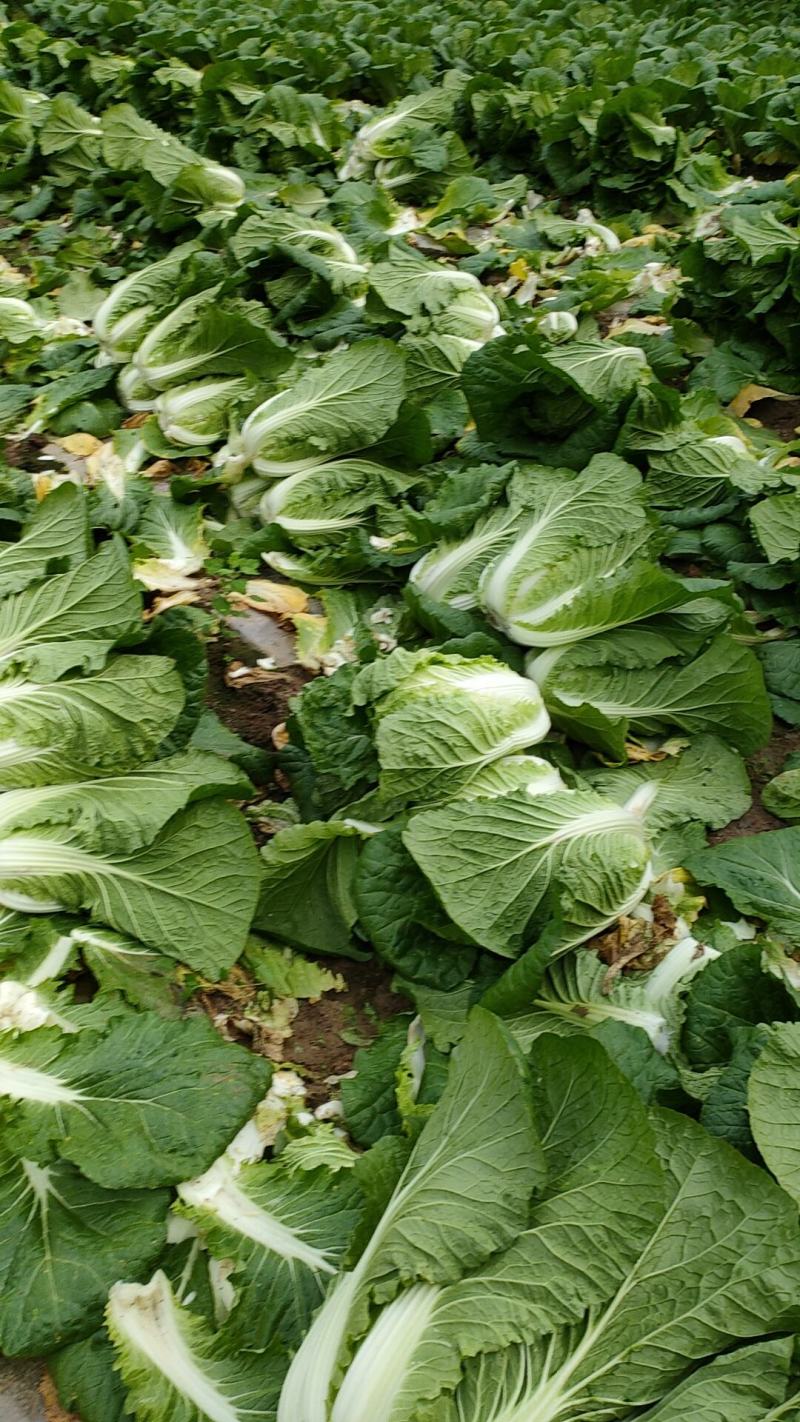 白菜大量上市，456斤黄心大白菜