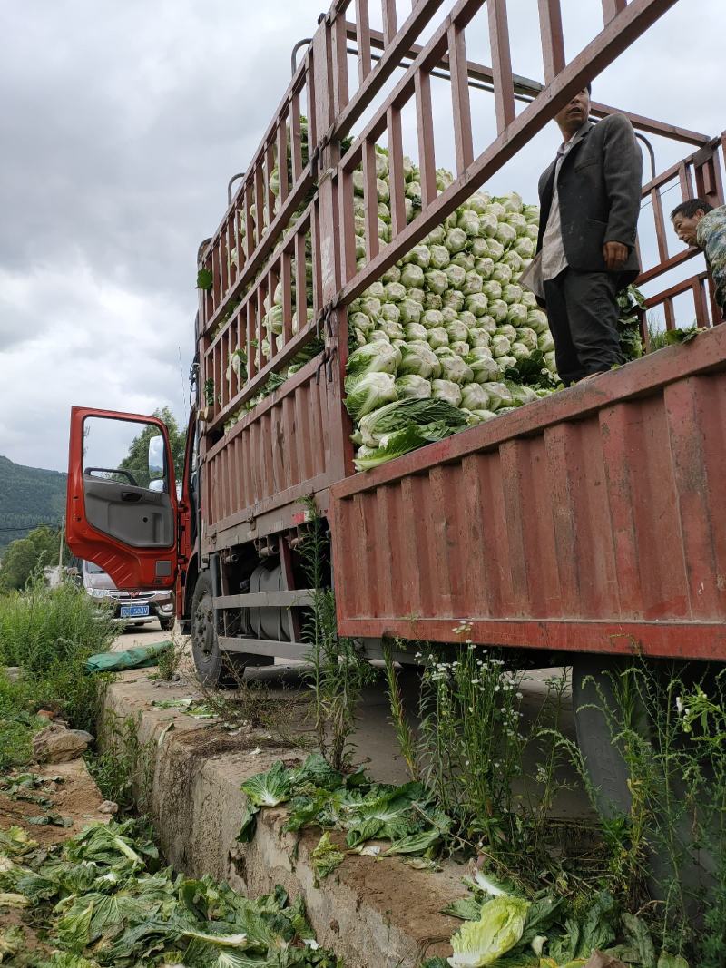 白菜大量上市，456斤黄心大白菜