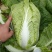 白菜大量上市，456斤黄心大白菜