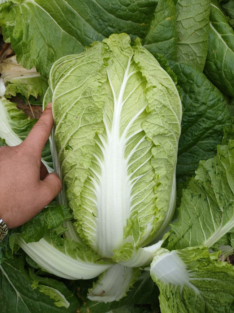 白菜大量上市，456斤黄心大白菜