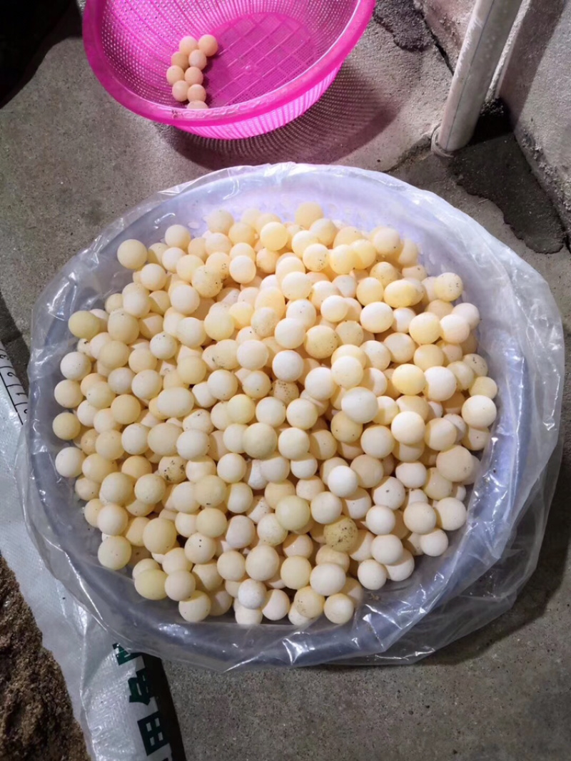 生态甲鱼苗高品质纯外塘自然环境生长大