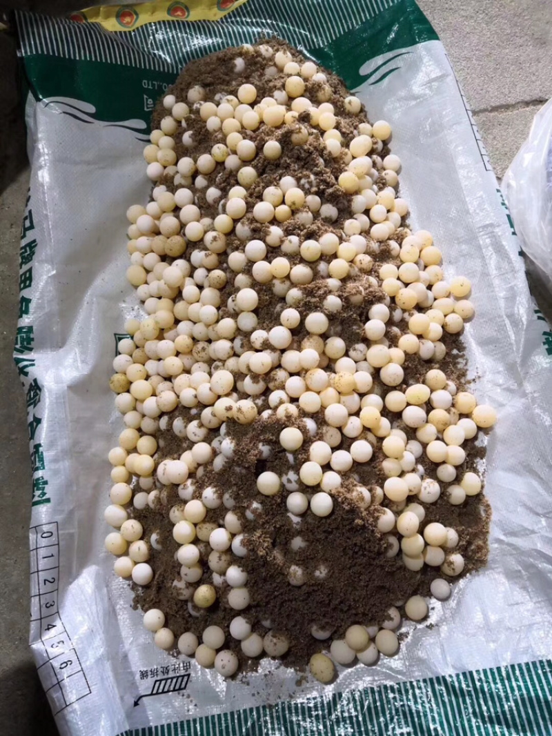 生态甲鱼苗高品质纯外塘自然环境生长大