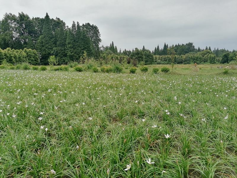 自家苗圃供应葱兰基地直销一手货源视频看货保质保量