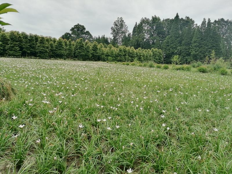 自家苗圃供应葱兰基地直销一手货源视频看货保质保量
