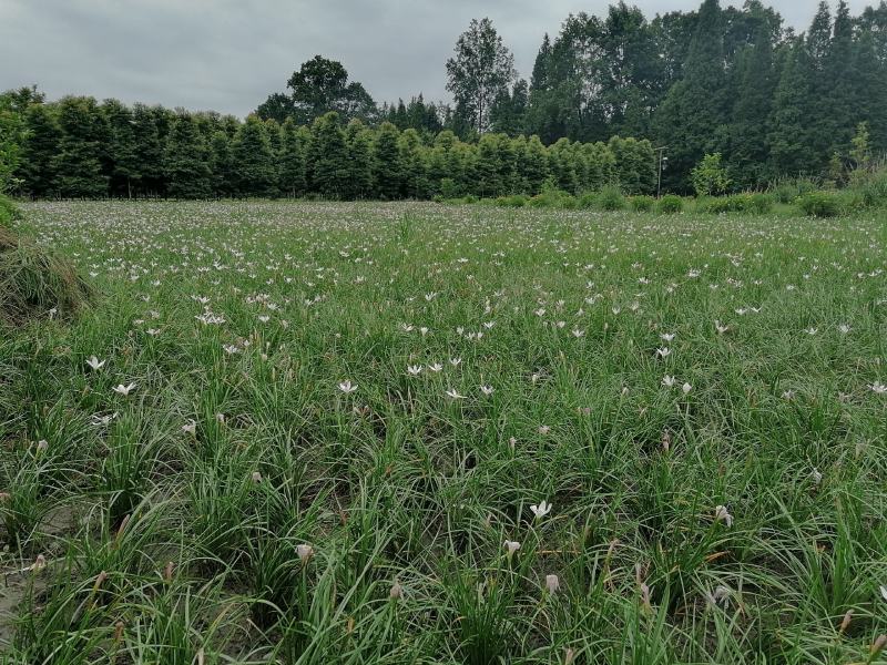 自家苗圃供应葱兰基地直销一手货源视频看货保质保量