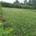自家苗圃供应葱兰基地直销一手货源视频看货保质保量