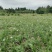 自家苗圃供应葱兰基地直销一手货源视频看货保质保量