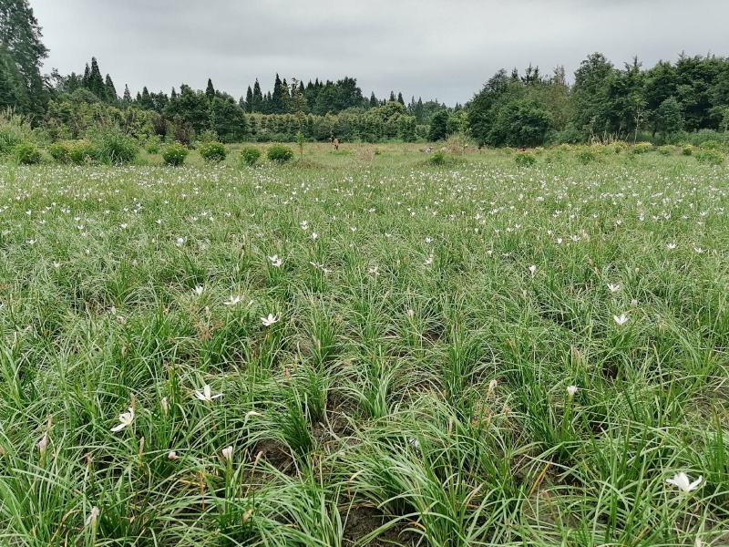 自家苗圃供应葱兰基地直销一手货源视频看货保质保量
