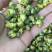 胎菊新北京菊甘菊花茶菊花茶