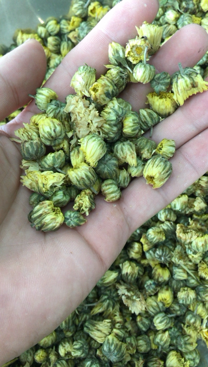 胎菊新北京菊甘菊花茶菊花茶