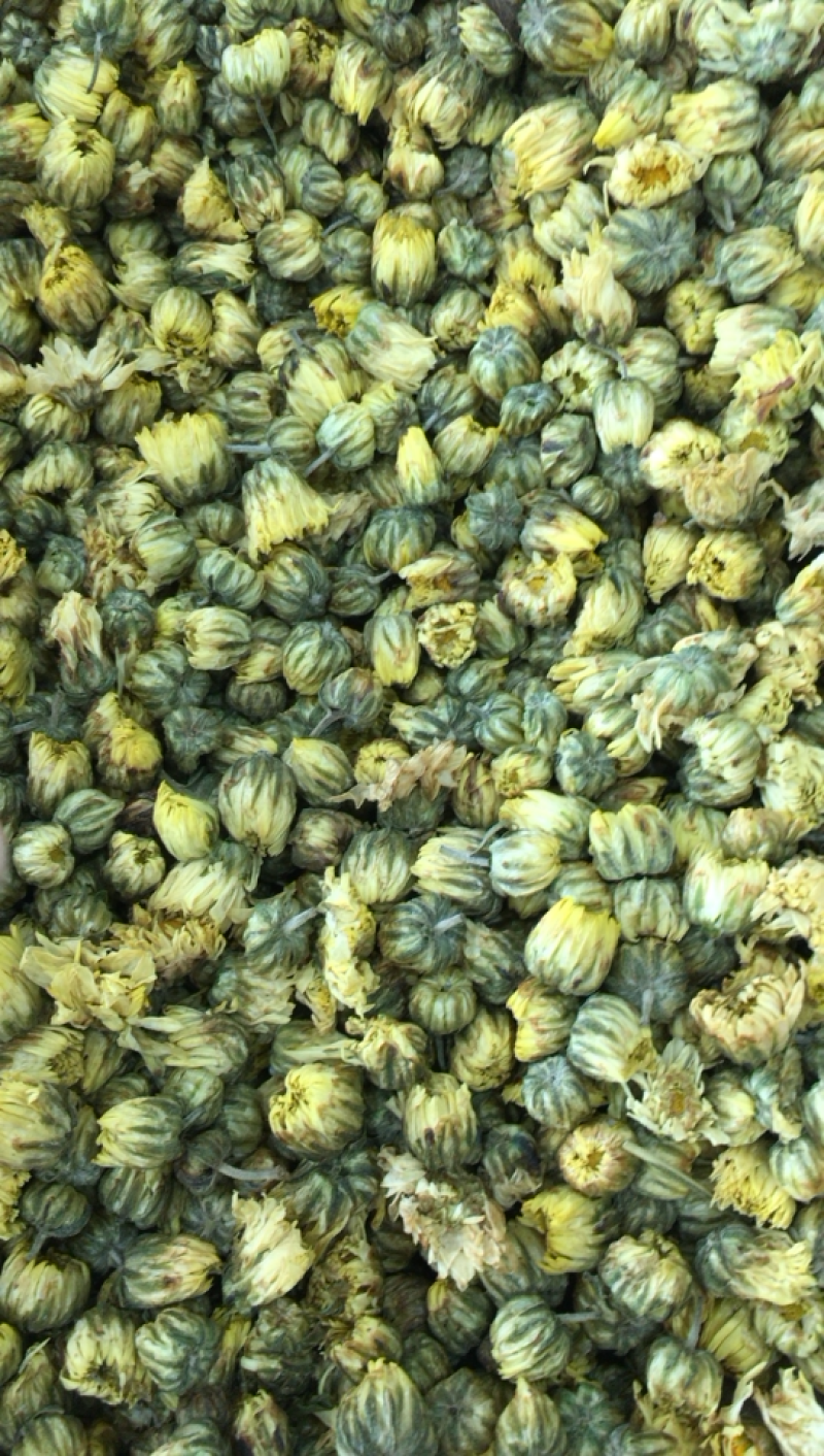 胎菊新北京菊甘菊花茶菊花茶