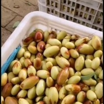马牙枣即将大量上市，今年枣的口感特别好，常年代办大量货源