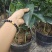 无核沃柑苗抗病抗寒能力强，可以实地看苗，有种植技术指导