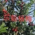 正宗东魁杨梅树苗嫁接特大水果木盆栽南北方种植庭院常绿室外