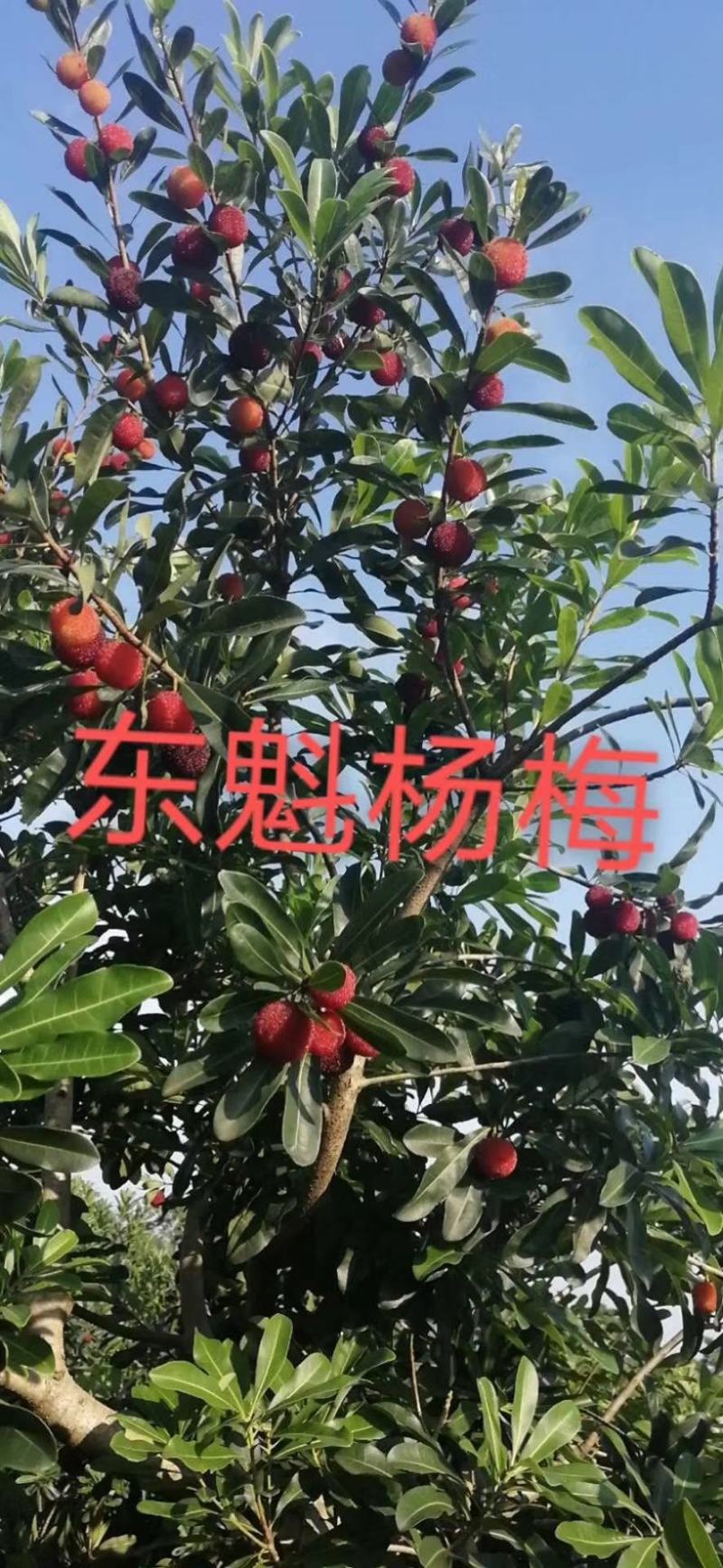 正宗东魁杨梅树苗嫁接特大水果木盆栽南北方种植庭院常绿室外