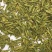 龙井绿茶浙江松阳龙井小芽龙井扁茶绿茶