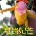优质嫁接海南红贵妃芒树苗巨甜大果红贵妃芒果苗树苗盆栽核薄