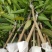 优质嫁接海南红贵妃芒树苗巨甜大果红贵妃芒果苗树苗盆栽核薄