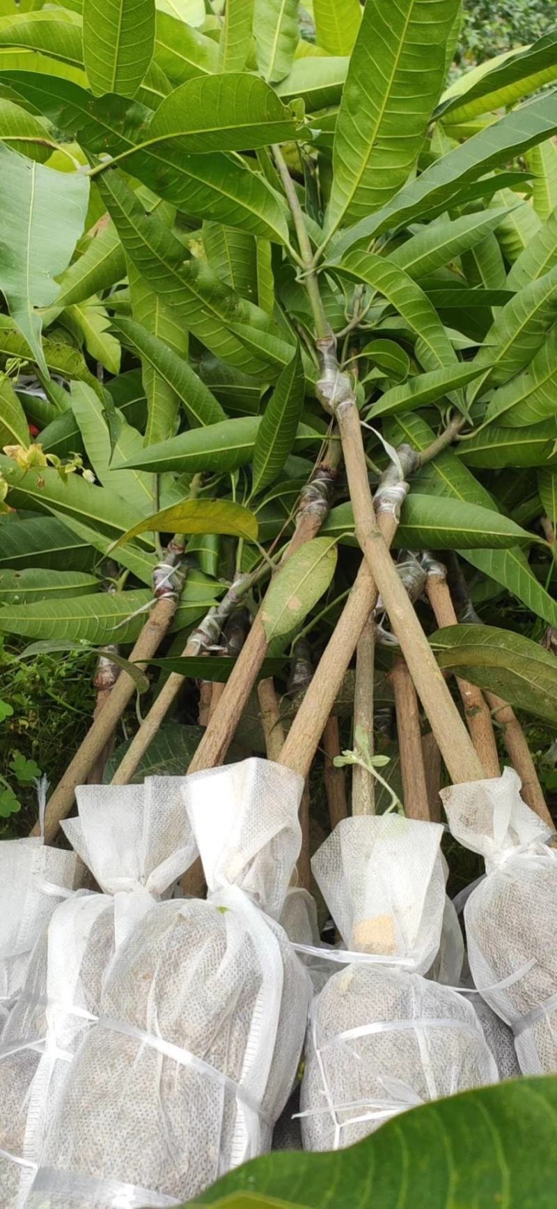 优质嫁接海南红贵妃芒树苗巨甜大果红贵妃芒果苗树苗盆栽核薄