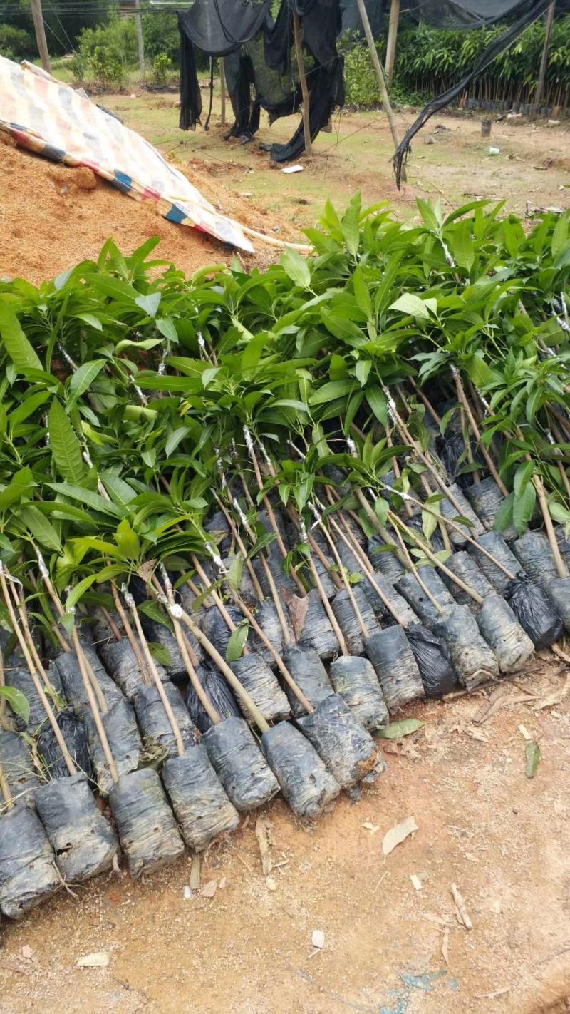优质嫁接海南红贵妃芒树苗巨甜大果红贵妃芒果苗树苗盆栽核薄