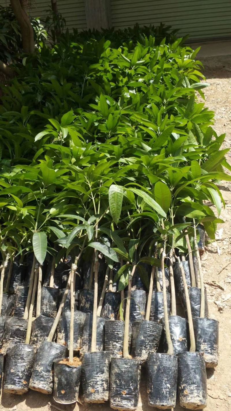 优质嫁接海南红贵妃芒树苗巨甜大果红贵妃芒果苗树苗盆栽核薄
