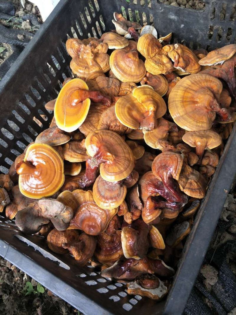 【优质】椴木袋料灵芝菌种全国发货质优价廉可视频看货