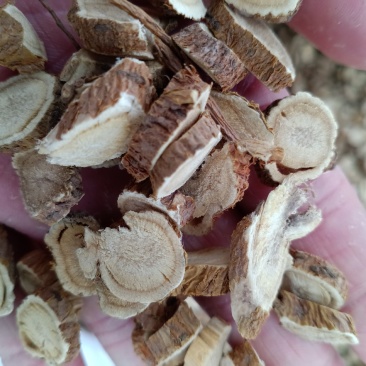 苦参，正品苦参精选片，质量保证！