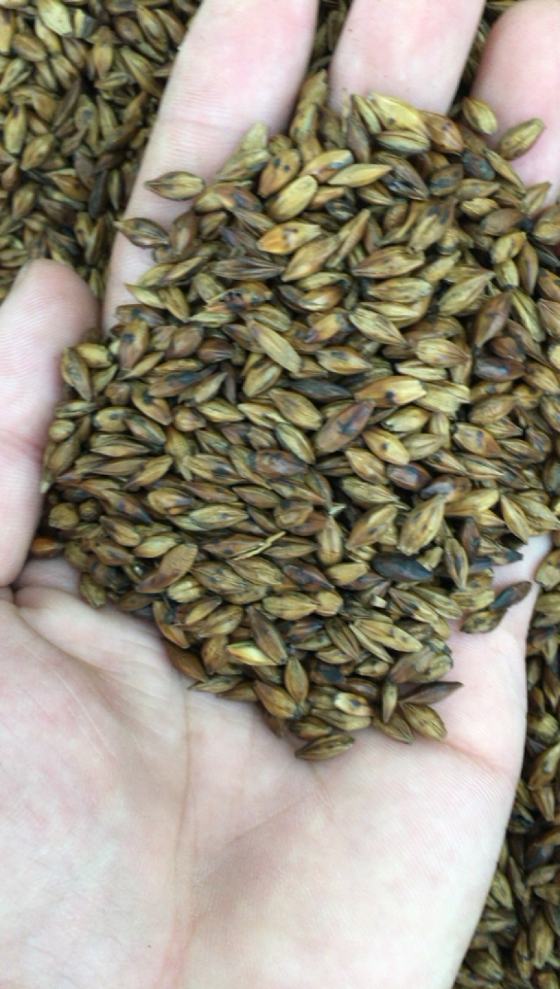 大麦茶大麦大麦芽茶酒店专用茶炒大麦茶泡水