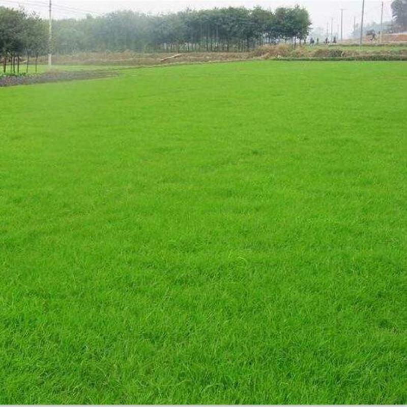 果岭草地毯草种子果岭草草籽地毯草草种四季长青不用修剪草坪