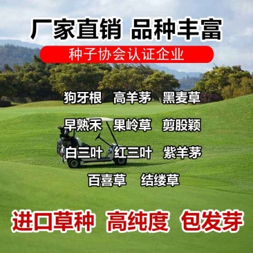 果岭草地毯草种子果岭草草籽地毯草草种四季长青不用修剪草坪