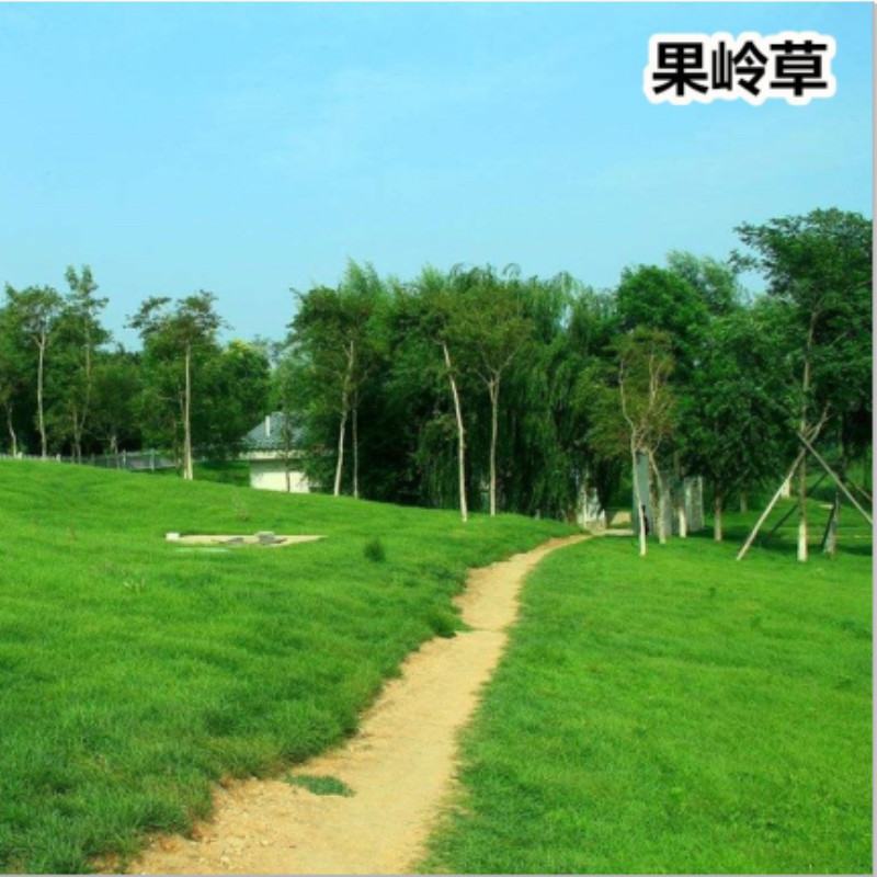 果岭草地毯草种子果岭草草籽地毯草草种四季长青不用修剪草坪