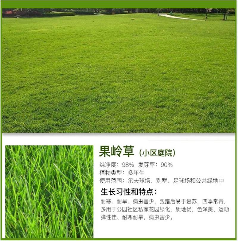 果岭草地毯草种子果岭草草籽地毯草草种四季长青不用修剪草坪