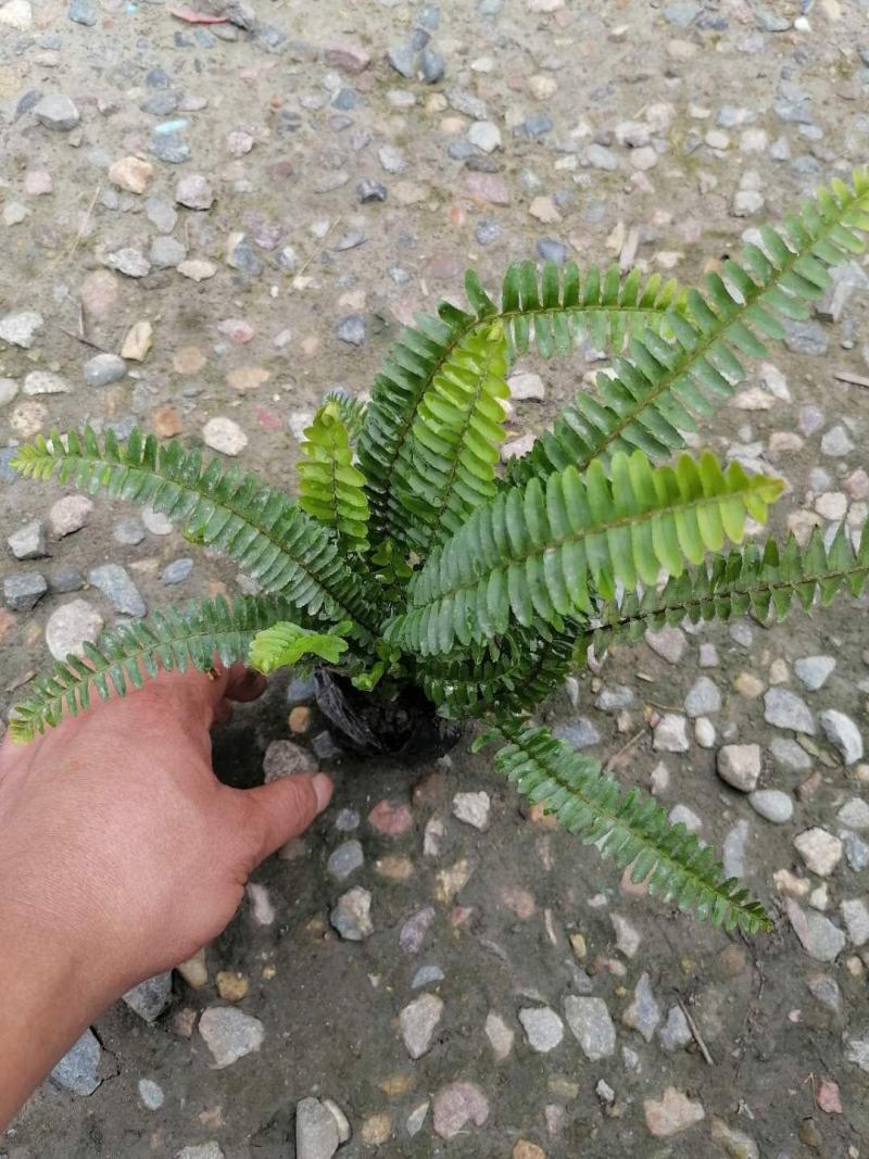 13杯肾蕨价格基地批发价格优惠可视频看货
