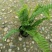 13杯肾蕨价格基地批发价格优惠可视频看货