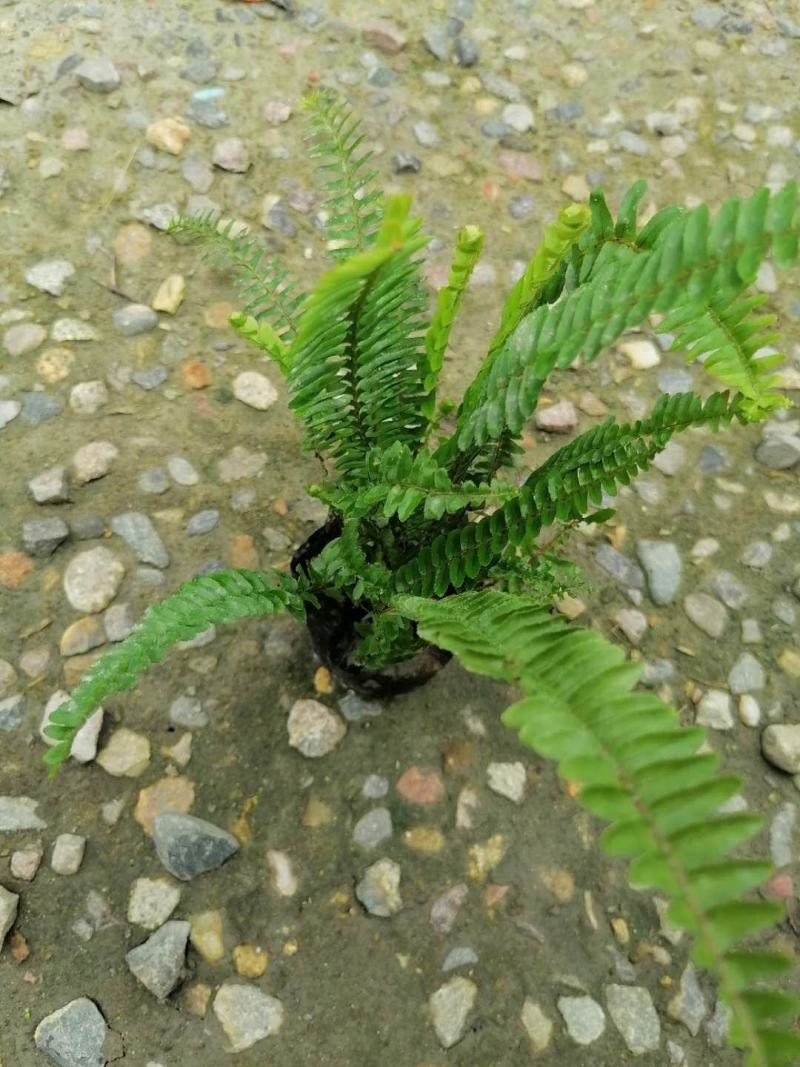 13杯肾蕨价格基地批发价格优惠可视频看货