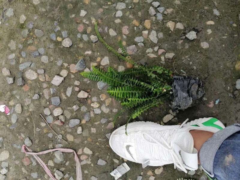 13杯肾蕨价格基地批发价格优惠可视频看货